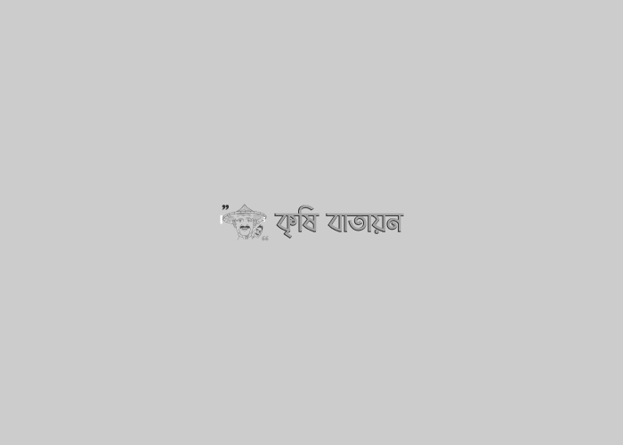 ব্লাস্ট নিয়ন্ত্রণে TH 4 Disinfactant