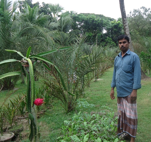 ফুলতলায় ড্রাগন ও খুরমা খেজুর চাষে আকরাম গাজীর সাফল্য