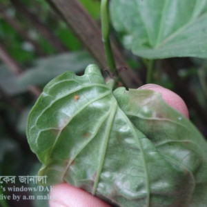 পানের মাকড়