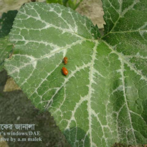 মিষ্টি কুমড়ার লাল বিটল পোকা