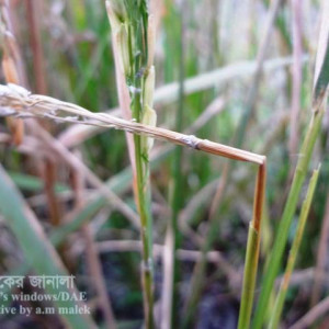ধানের শিষ ব্লাস্ট রোগ