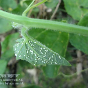 পটলের সাদা মাছি পোকা