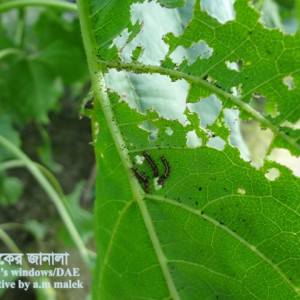 সূর্যমুখীর বিছা পোকা