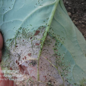 ব্রোকোলির টোবাকো ক্যাটারপিলার পোকা