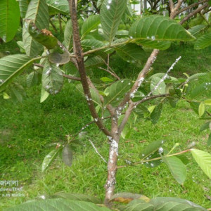 পেয়ারার স্কেল ইনসেক্ট বা খোসা পোকা