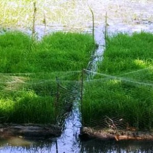 ভাসমান বীজতলা