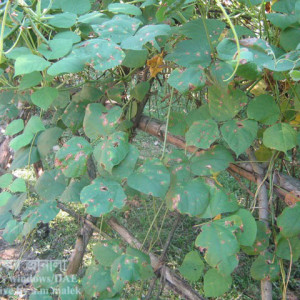 শিমের পাতার দাগরোগ