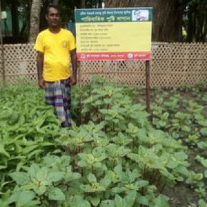 পুষ্টি বাগান