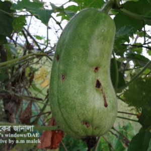 কুমড়ার মাছি পোকা