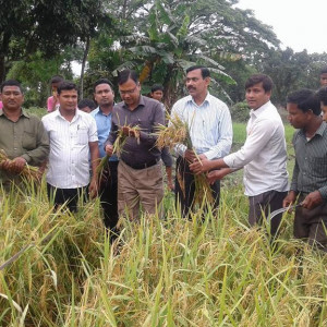 ক্রোপ কাটিং, পাটগ্রাম